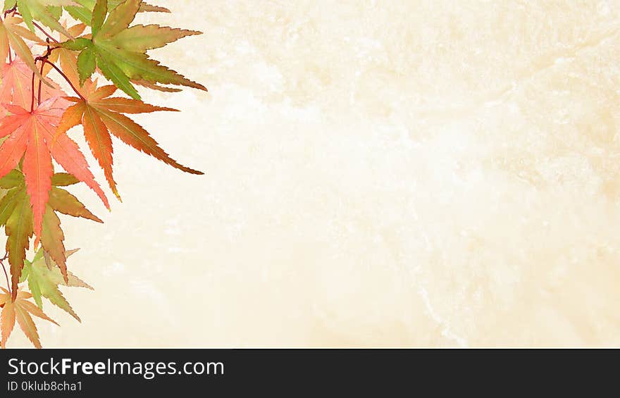 Leaf, Maple Leaf, Tree, Maple Tree