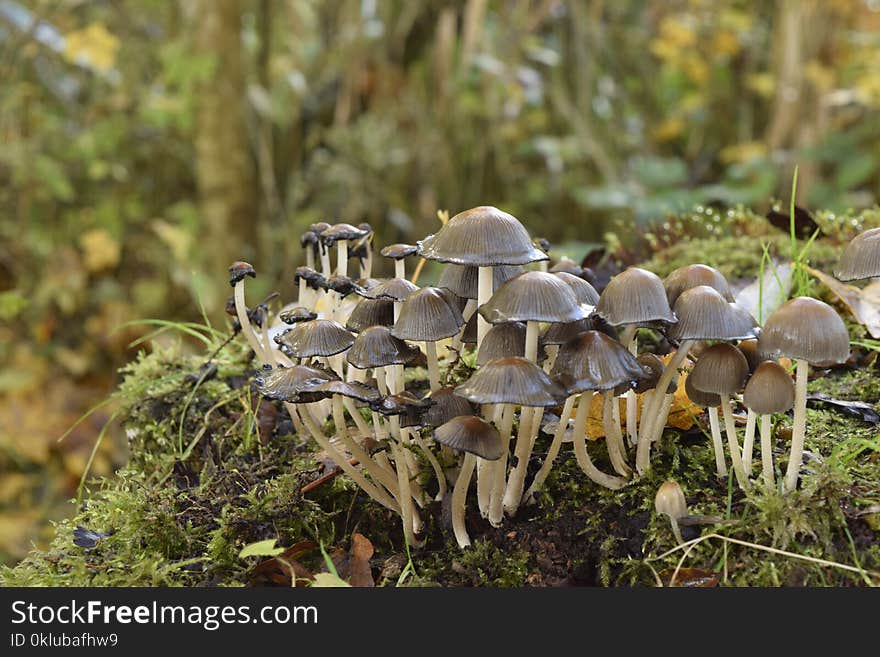 Fungus, Mushroom, Edible Mushroom, Penny Bun