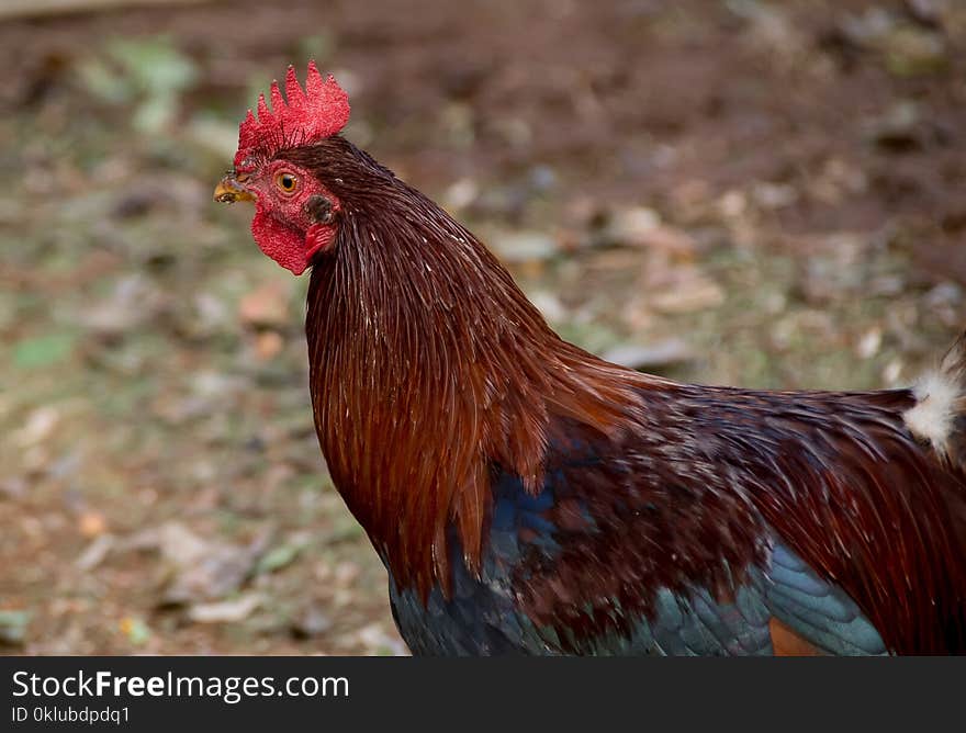 Chicken, Rooster, Beak, Galliformes