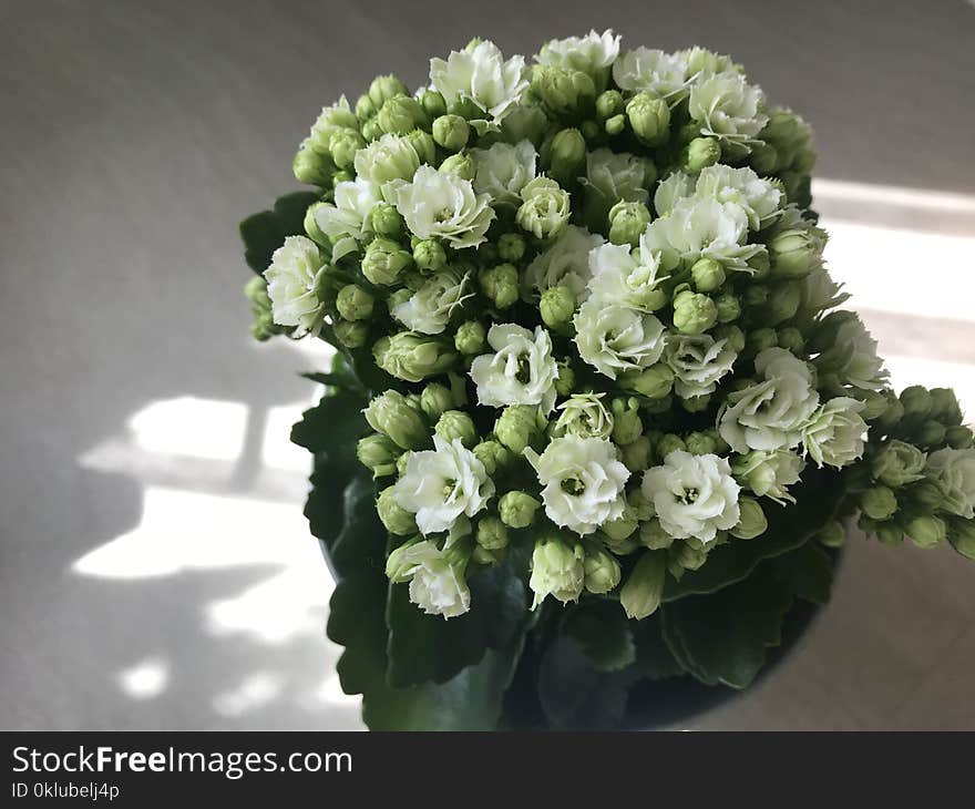 Flower, Flower Arranging, Plant, Floristry