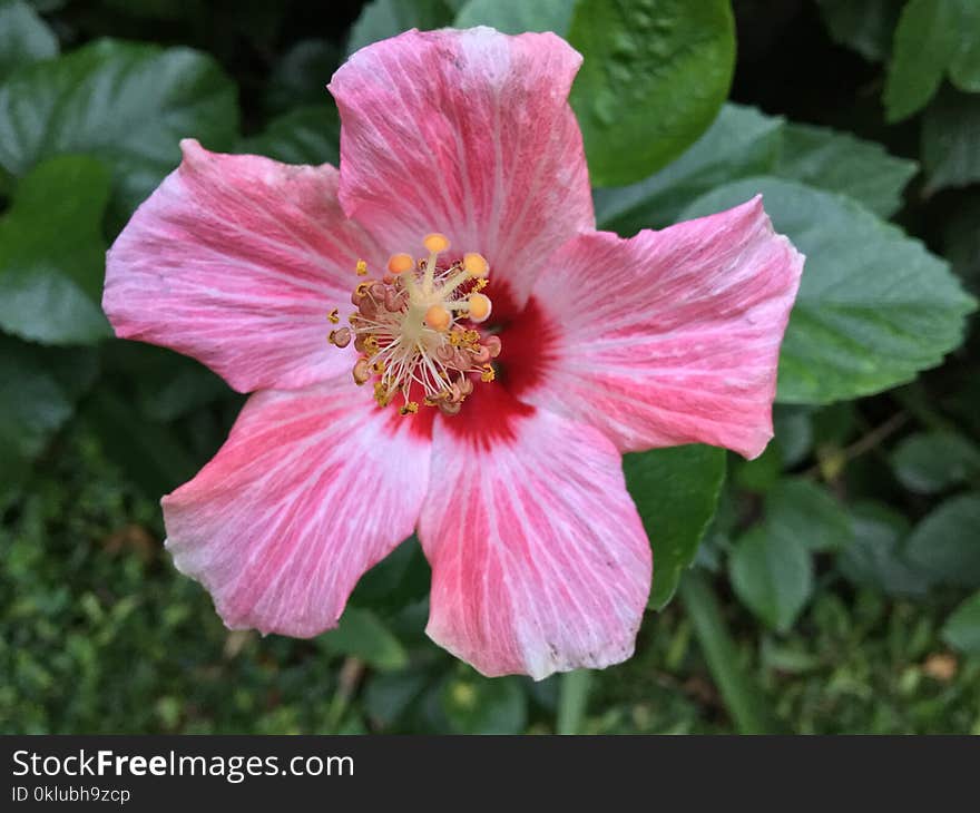 Flower, Pink, Hibiscus, Plant