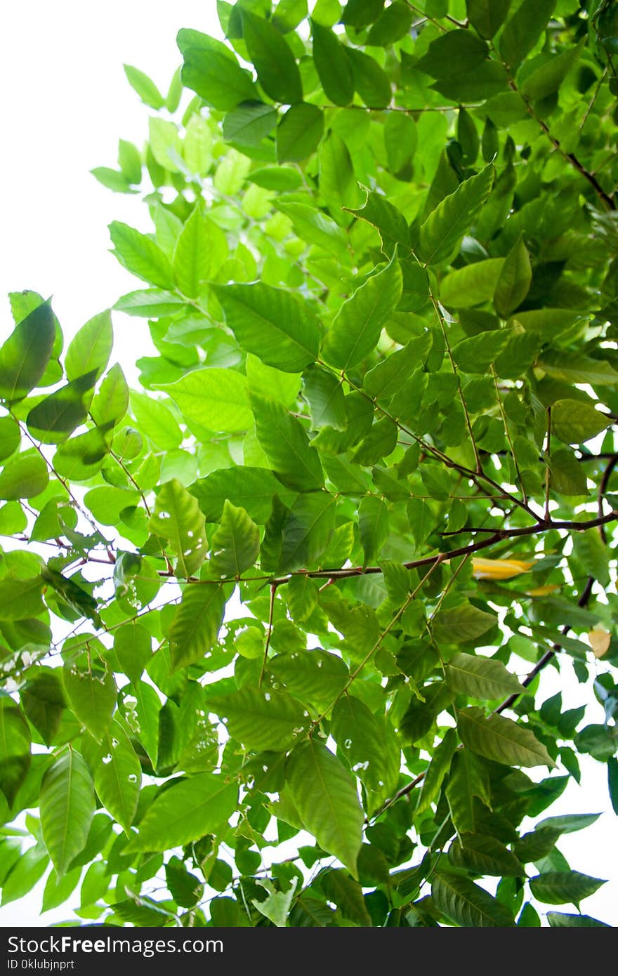 Green, Leaf, Plant, Tree