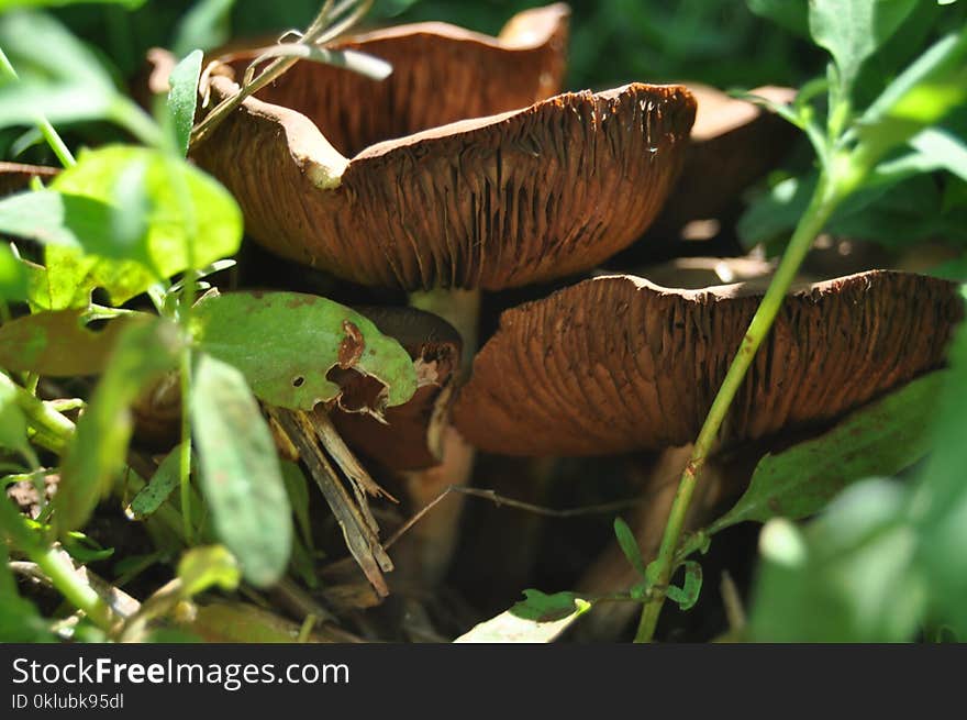 Grass, Terrestrial Animal, Plant