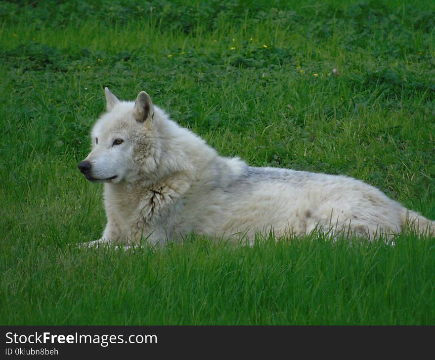 Grass, Canis Lupus Tundrarum, Wildlife, Dog Breed