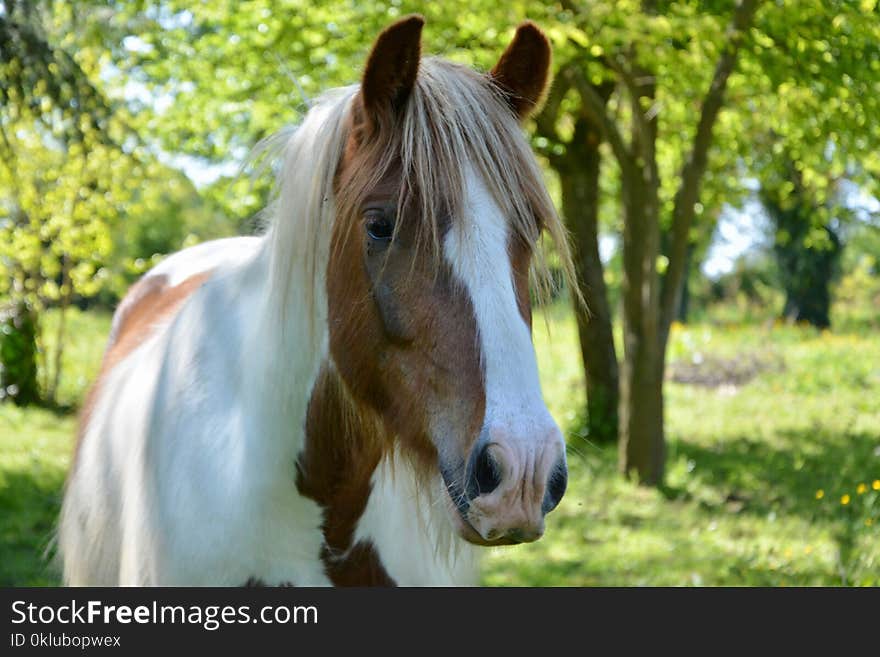 Horse, Mane, Pasture, Bridle