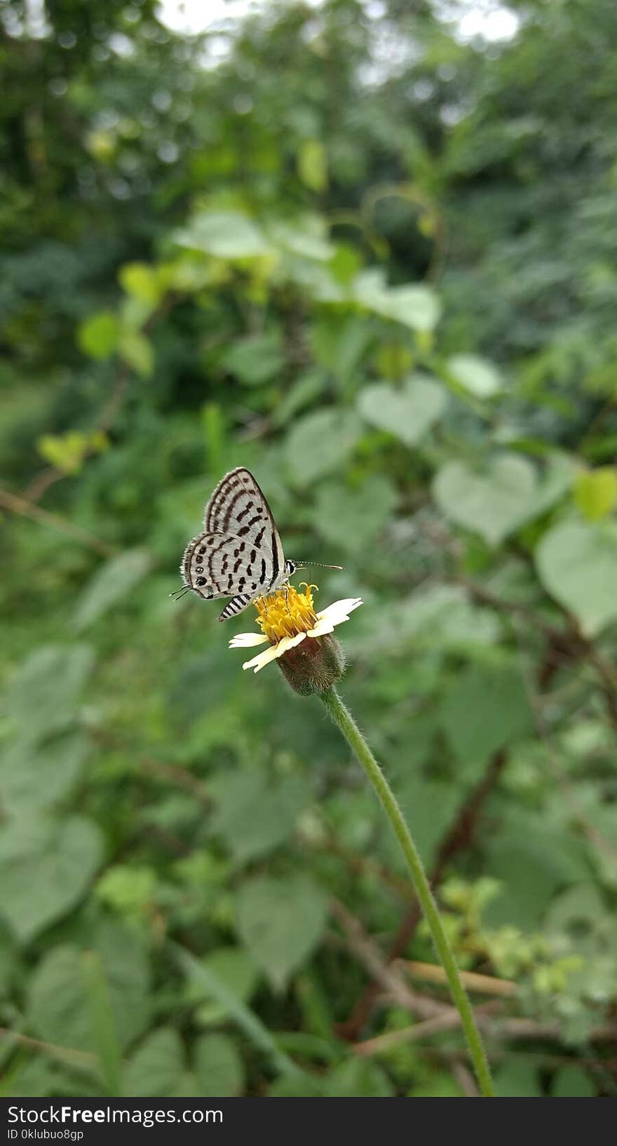 Butterfly, Moths And Butterflies, Insect, Invertebrate