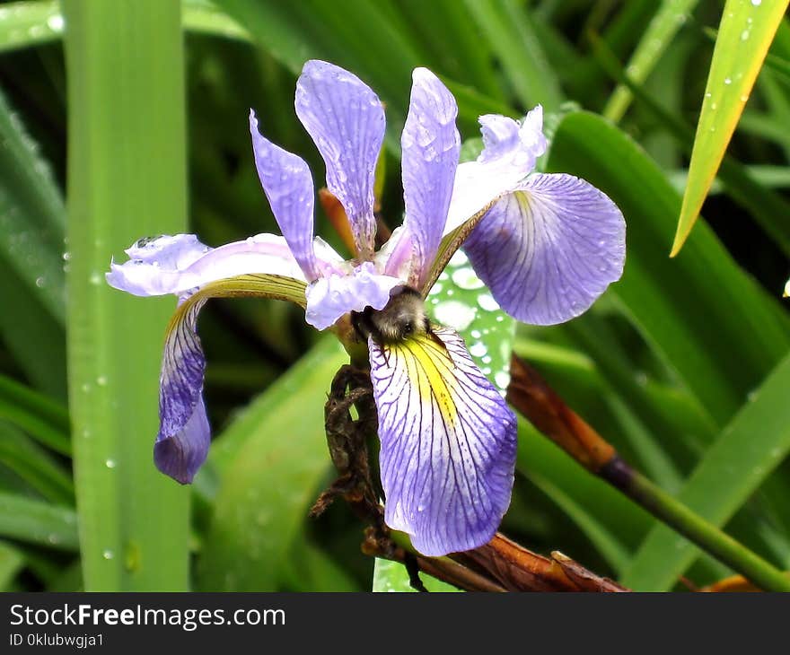 Plant, Iris Versicolor, Flower, Flowering Plant