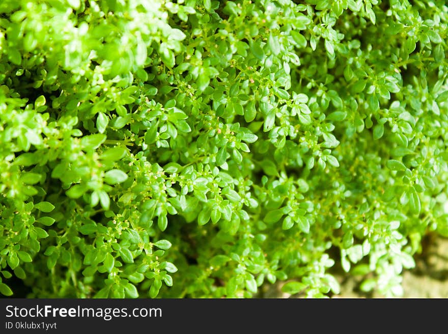 Plant, Vegetation, Groundcover, Herb