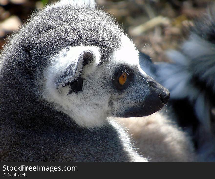 Fauna, Lemur, Primate, Wildlife