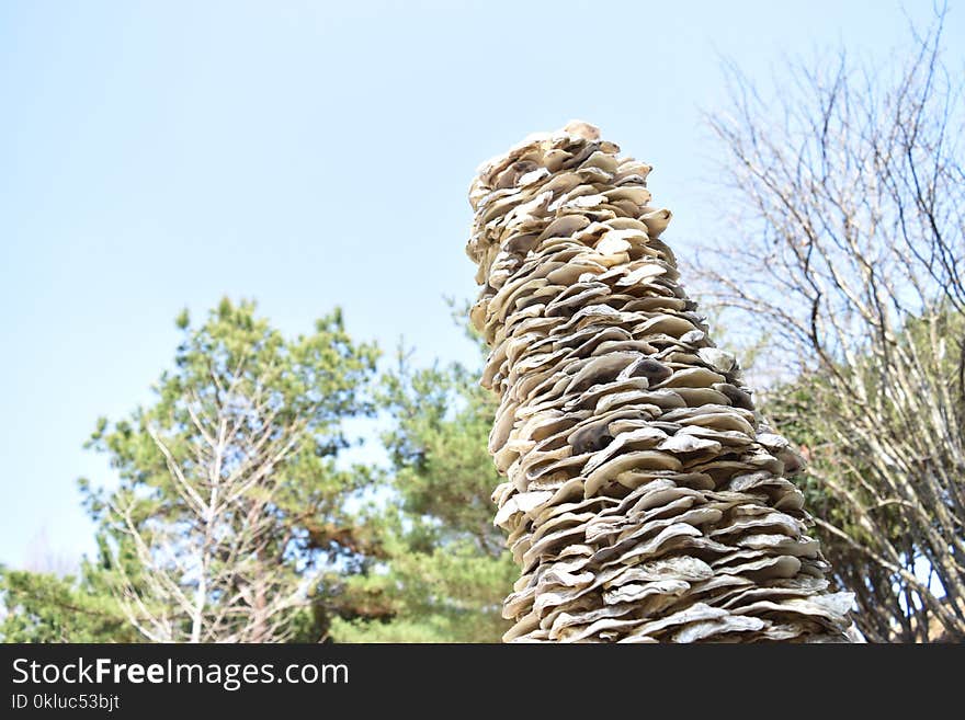 Tree, Rock, Grass Family, Sky