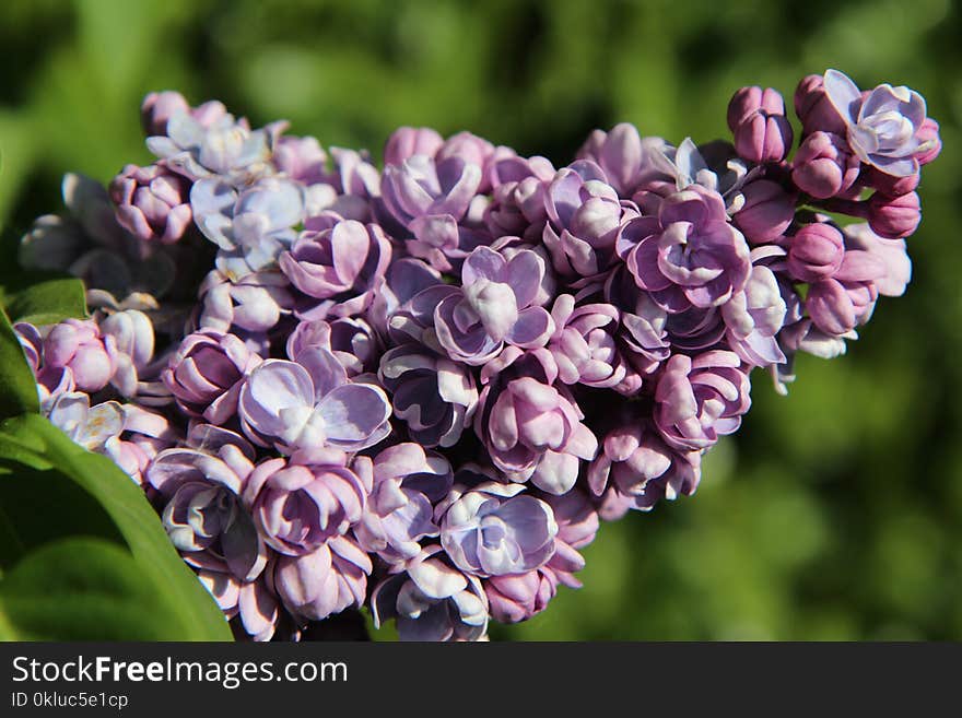 Flower, Plant, Purple, Flowering Plant