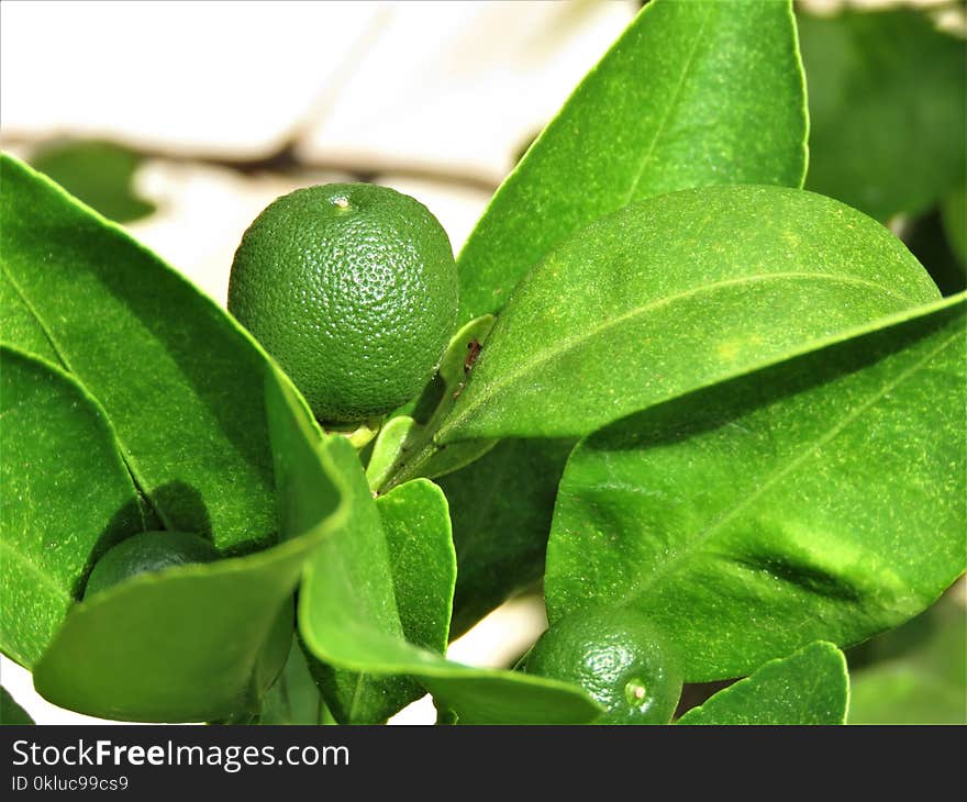 Leaf, Plant, Key Lime, Fruit