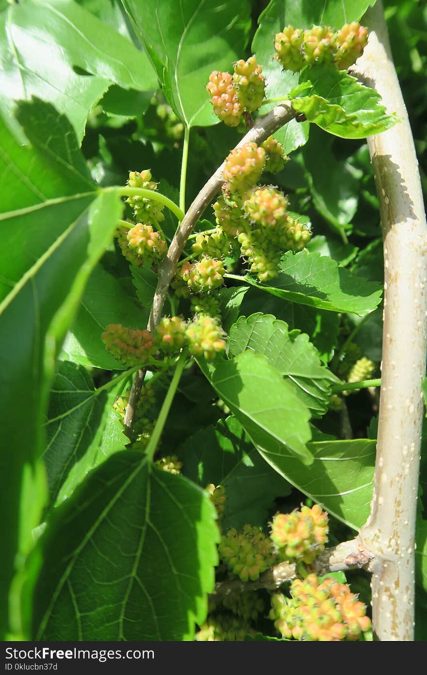 Plant, Fruit Tree, Mulberry, Mulberry Family