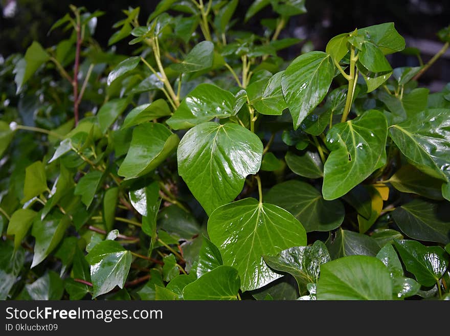 Plant, Leaf, Flora, Tree