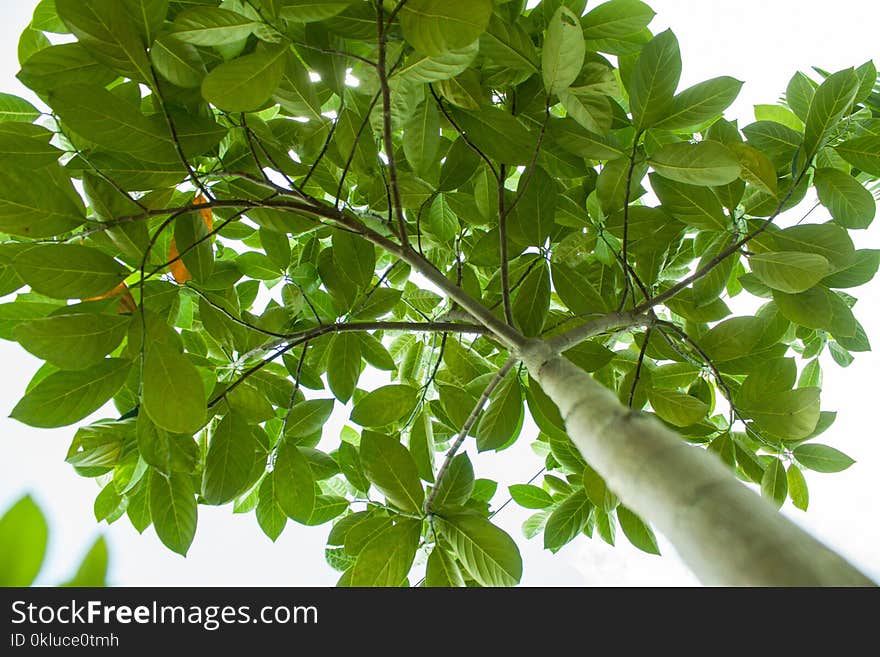 Plant, Leaf, Tree, Branch