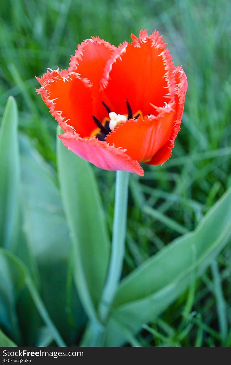 Flower, Plant, Flowering Plant, Tulip