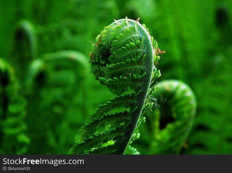 Vegetation, Ferns And Horsetails, Plant, Vascular Plant