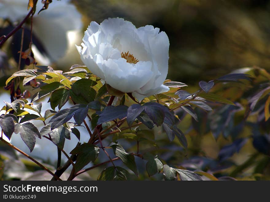 Plant, Flower, Flora, Spring