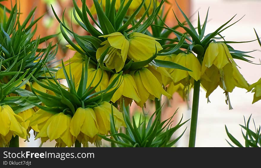 Flower, Plant, Flowering Plant, Yellow