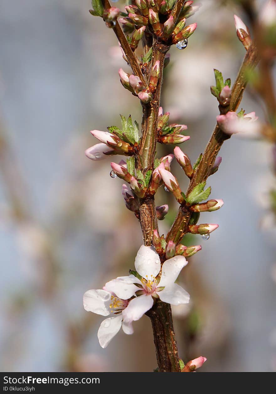 Flora, Branch, Spring, Blossom