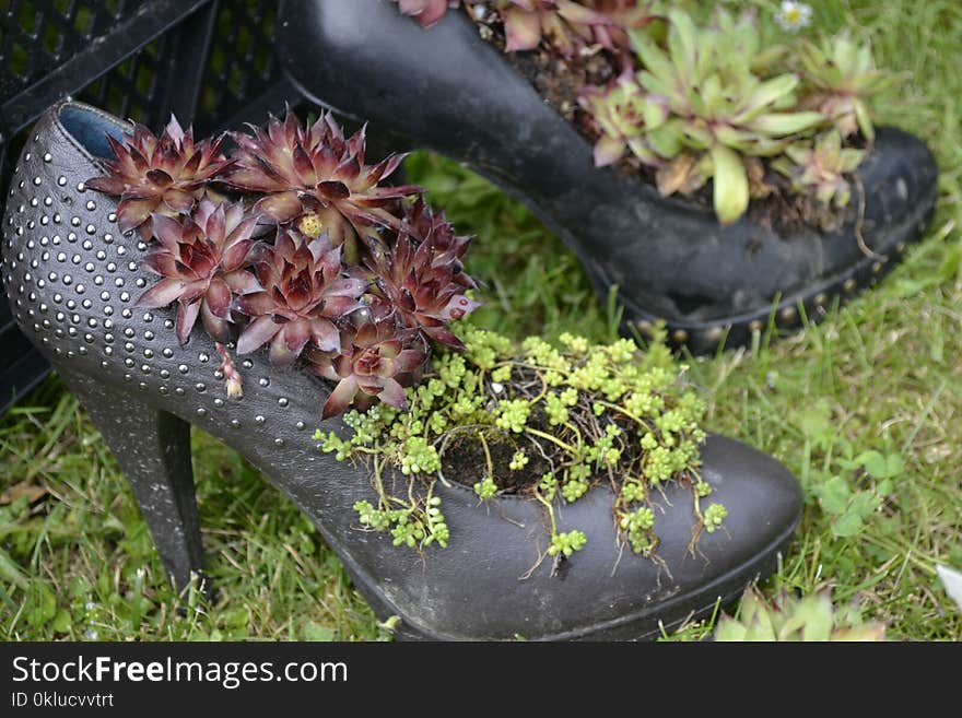 Plant, Grass, Shoe, Outdoor Shoe