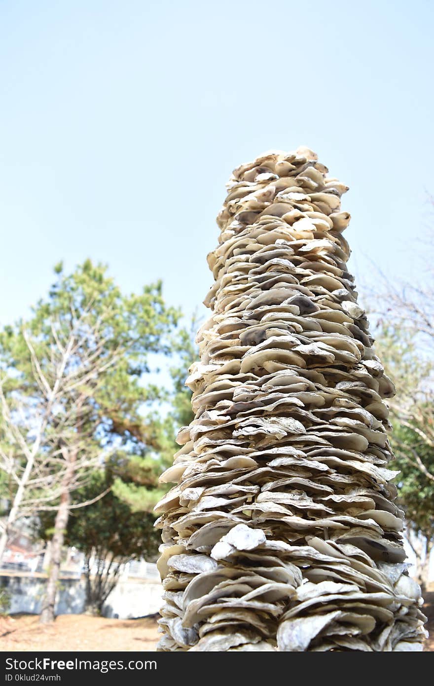 Tree, Wood, Rock