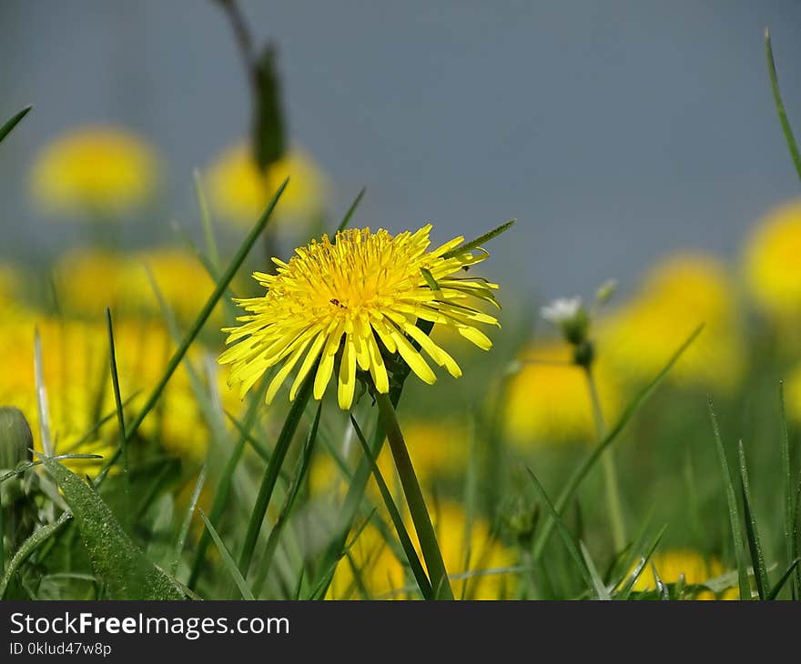 Flower, Yellow, Dandelion, Flora