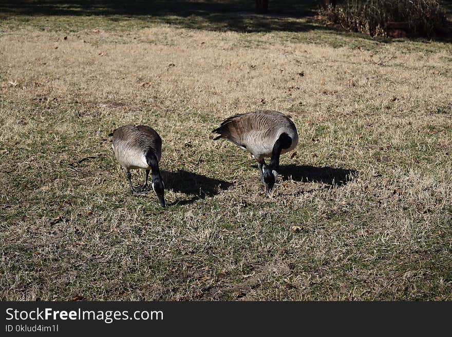 Bird, Fauna, Water Bird, Beak