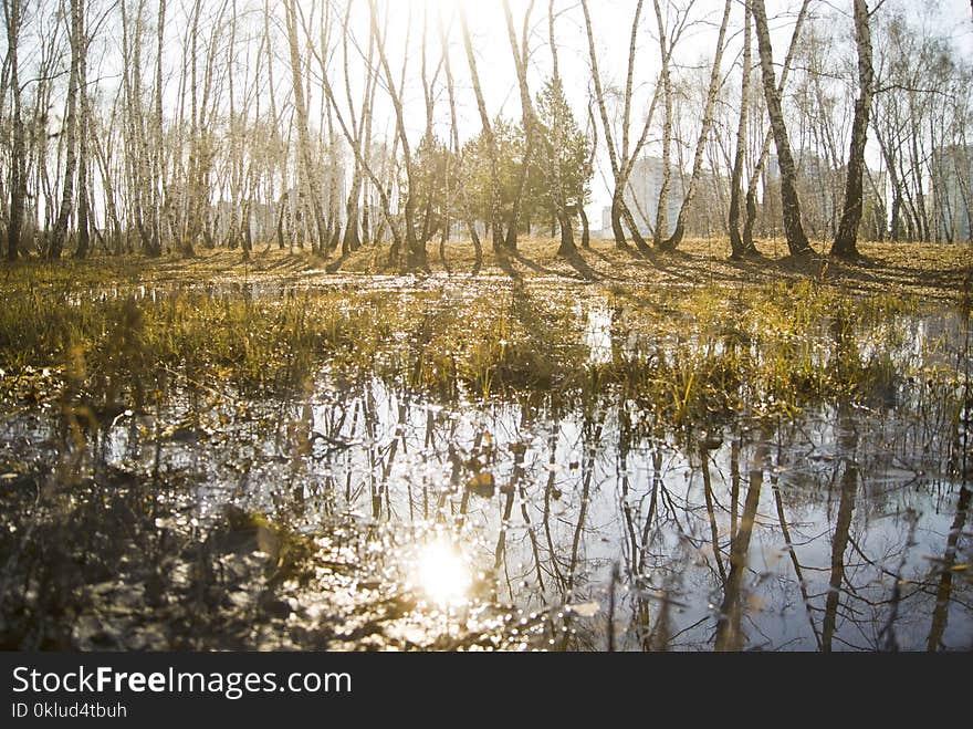 Reflection, Swamp, Water, Wetland