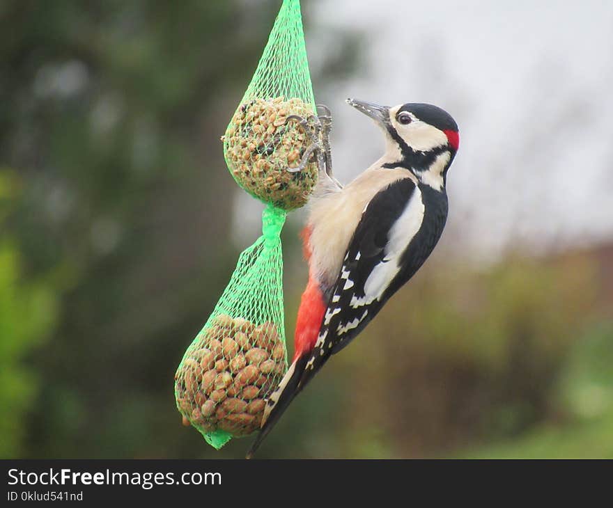 Bird, Woodpecker, Beak, Fauna