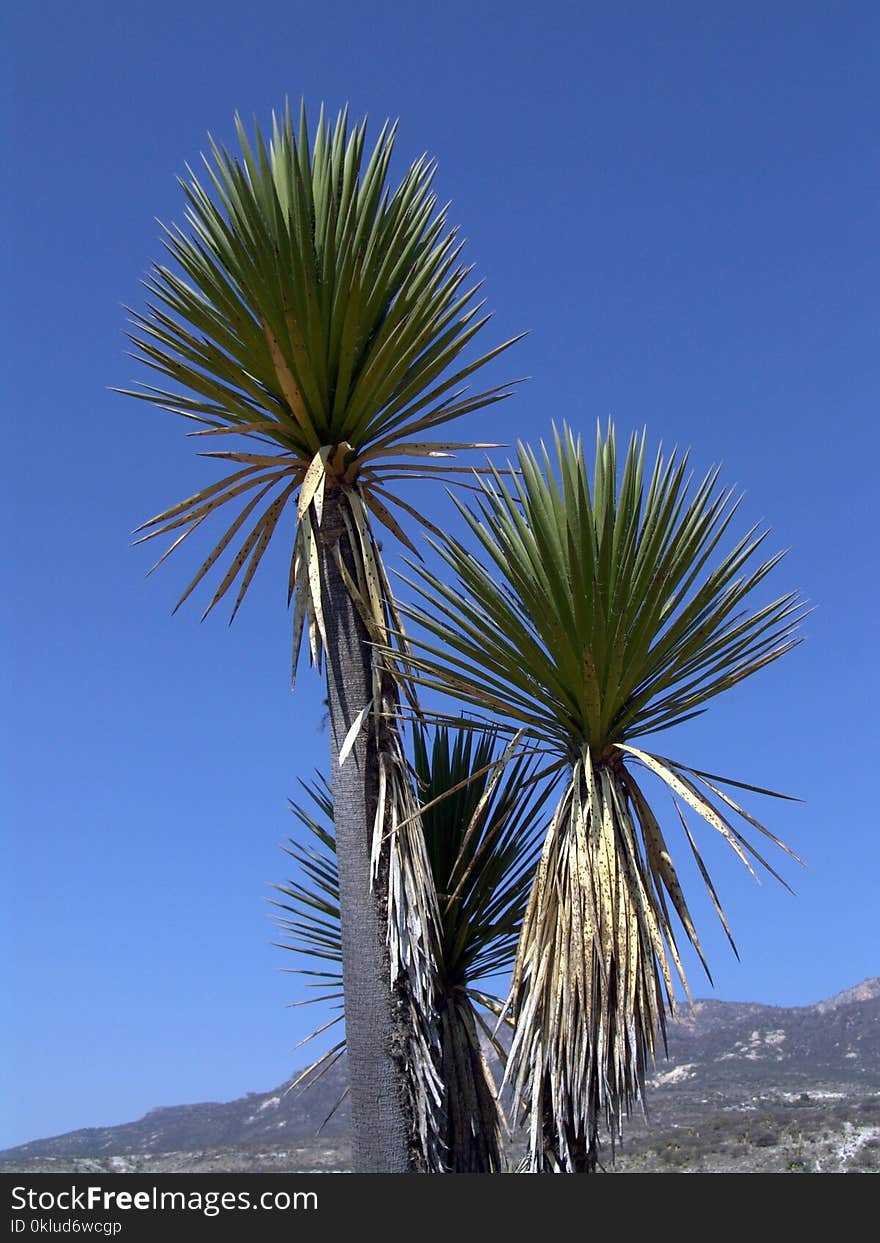 Tree, Sky, Borassus Flabellifer, Vegetation