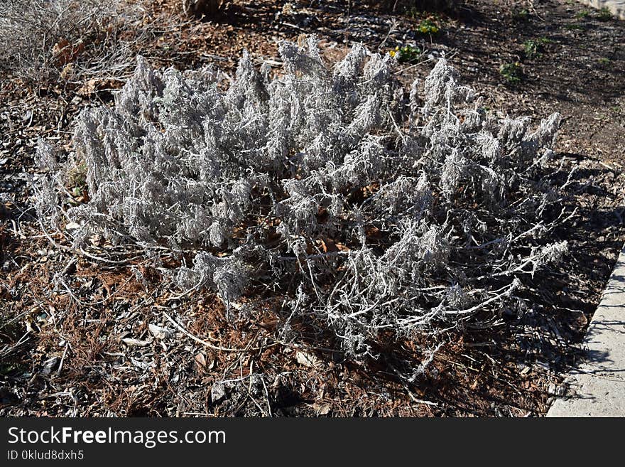 Plant, Vegetation, Flora, Cactus