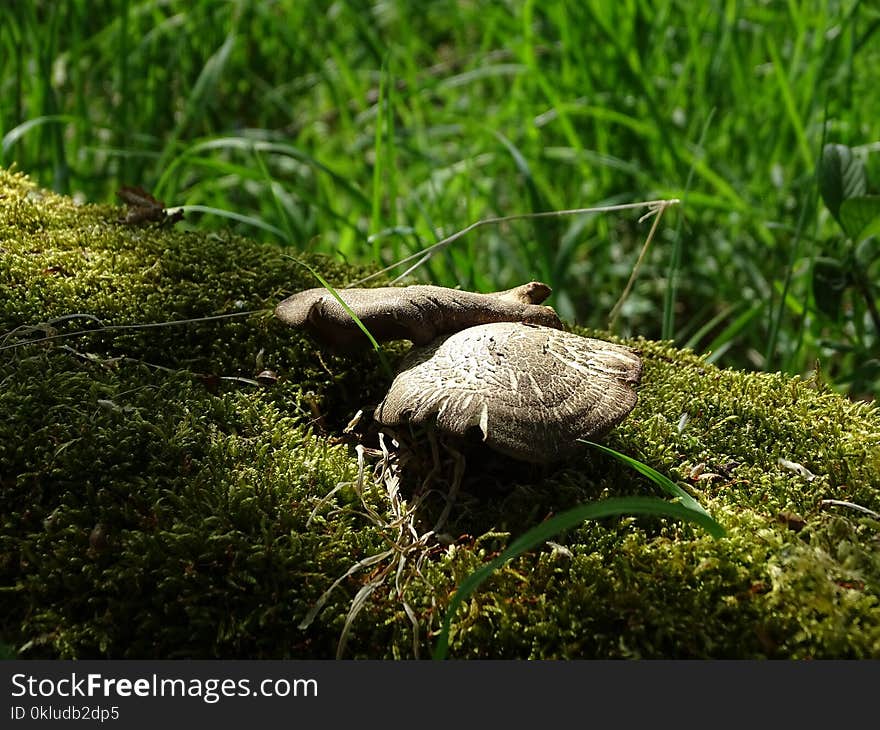 Grass, Ecosystem, Fauna, Grass Family