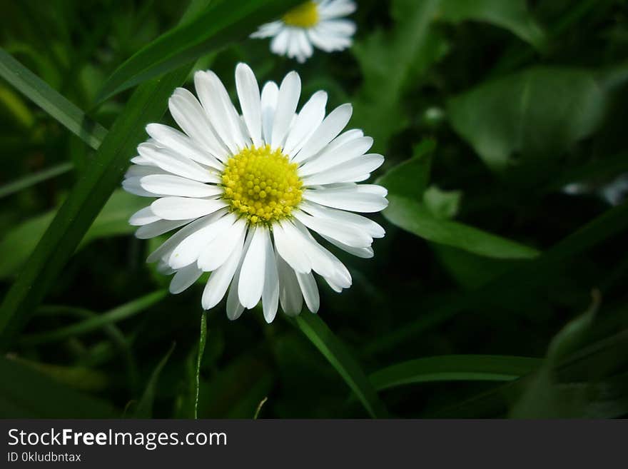 Flower, Plant, Flora, Oxeye Daisy