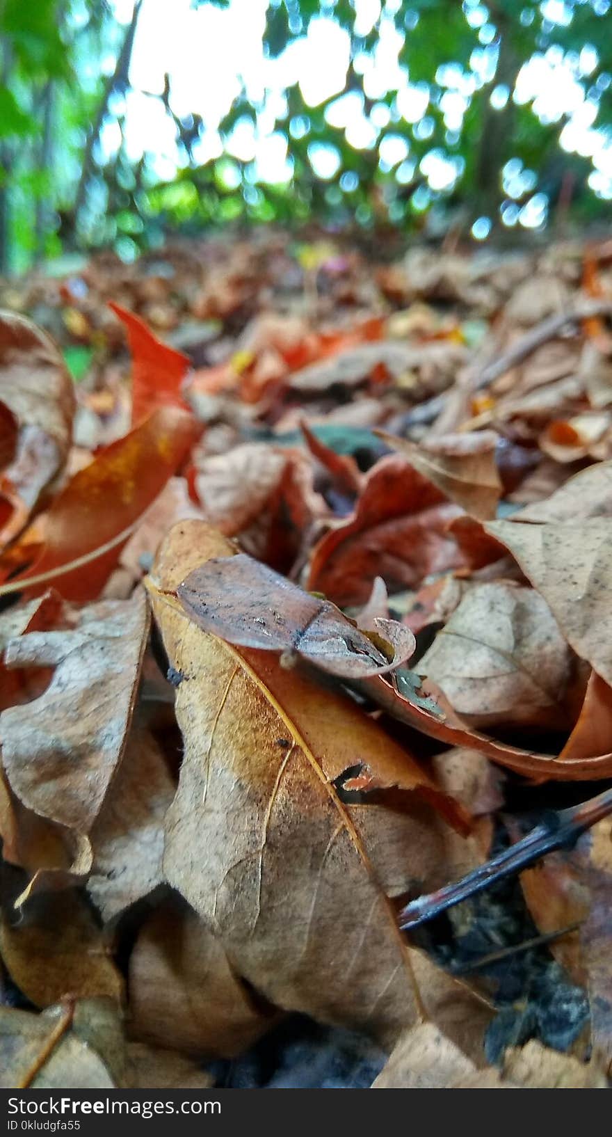 Leaf, Autumn, Fungus, Plant