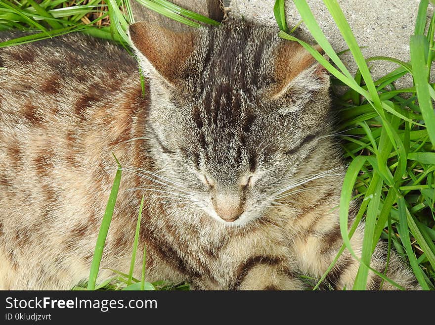 Cat, Whiskers, Fauna, Grass