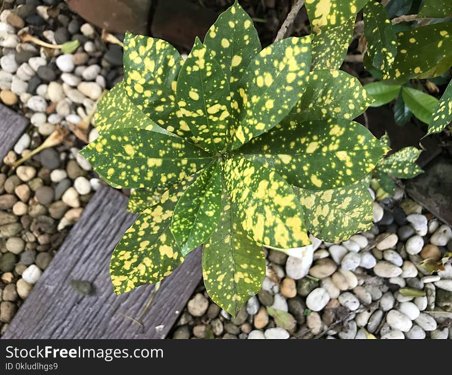 Plant, Leaf, Vegetation, Groundcover