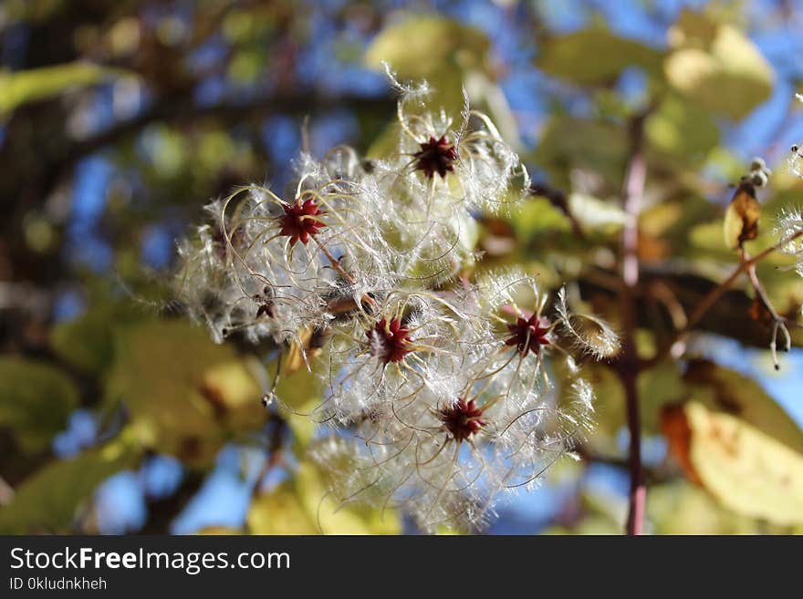 Vegetation, Flora, Close Up, Spring