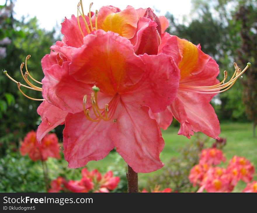 Flower, Plant, Woody Plant, Flowering Plant