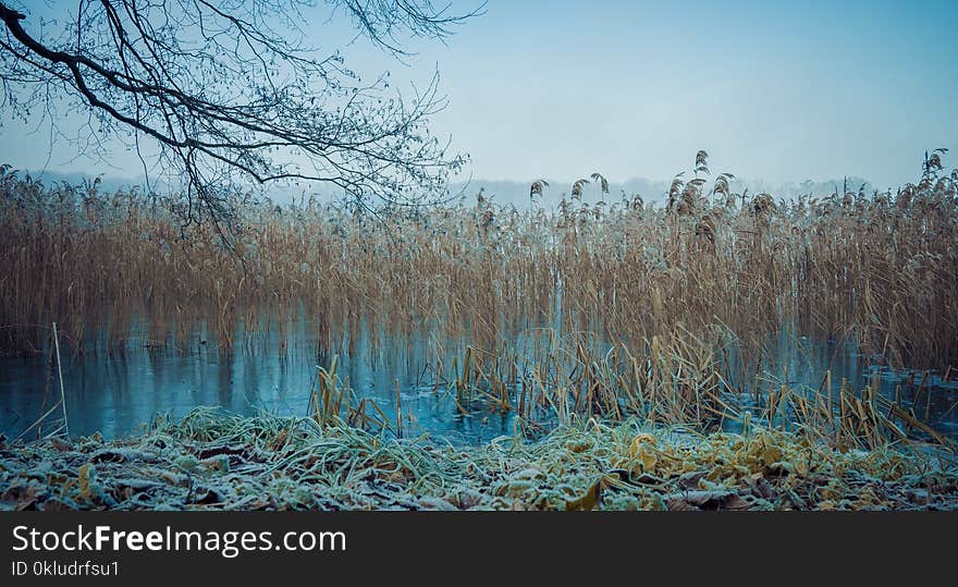 Ecosystem, Winter, Vegetation, Water