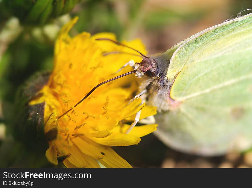 Insect, Nectar, Fauna, Flora