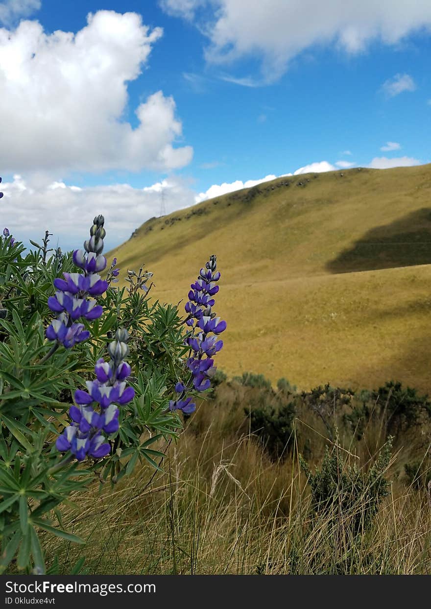 Flower, Ecosystem, Sky, Wildflower