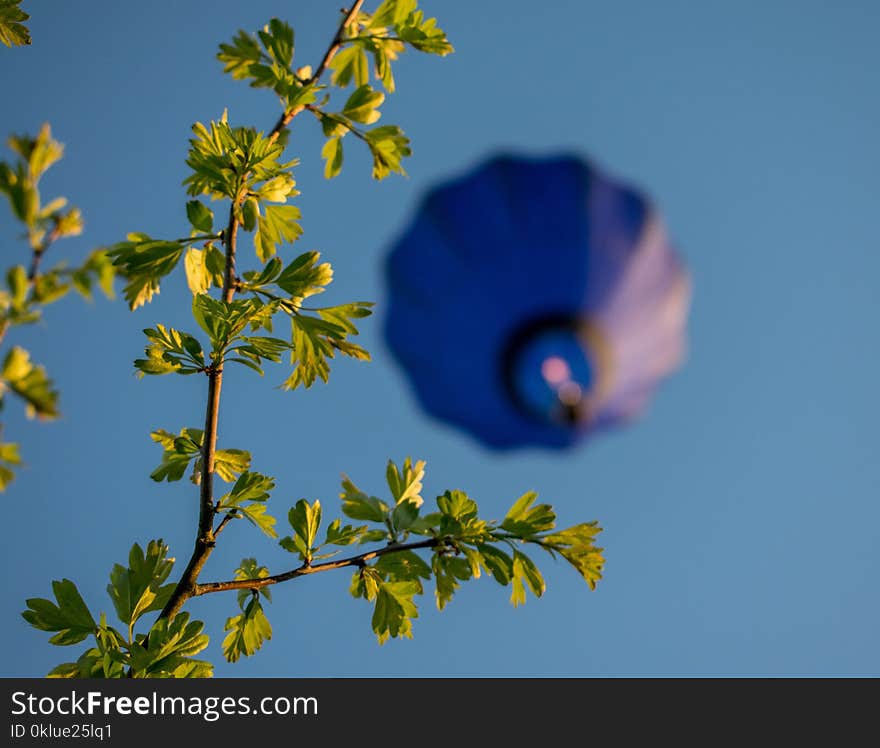 Blue, Sky, Yellow, Flower