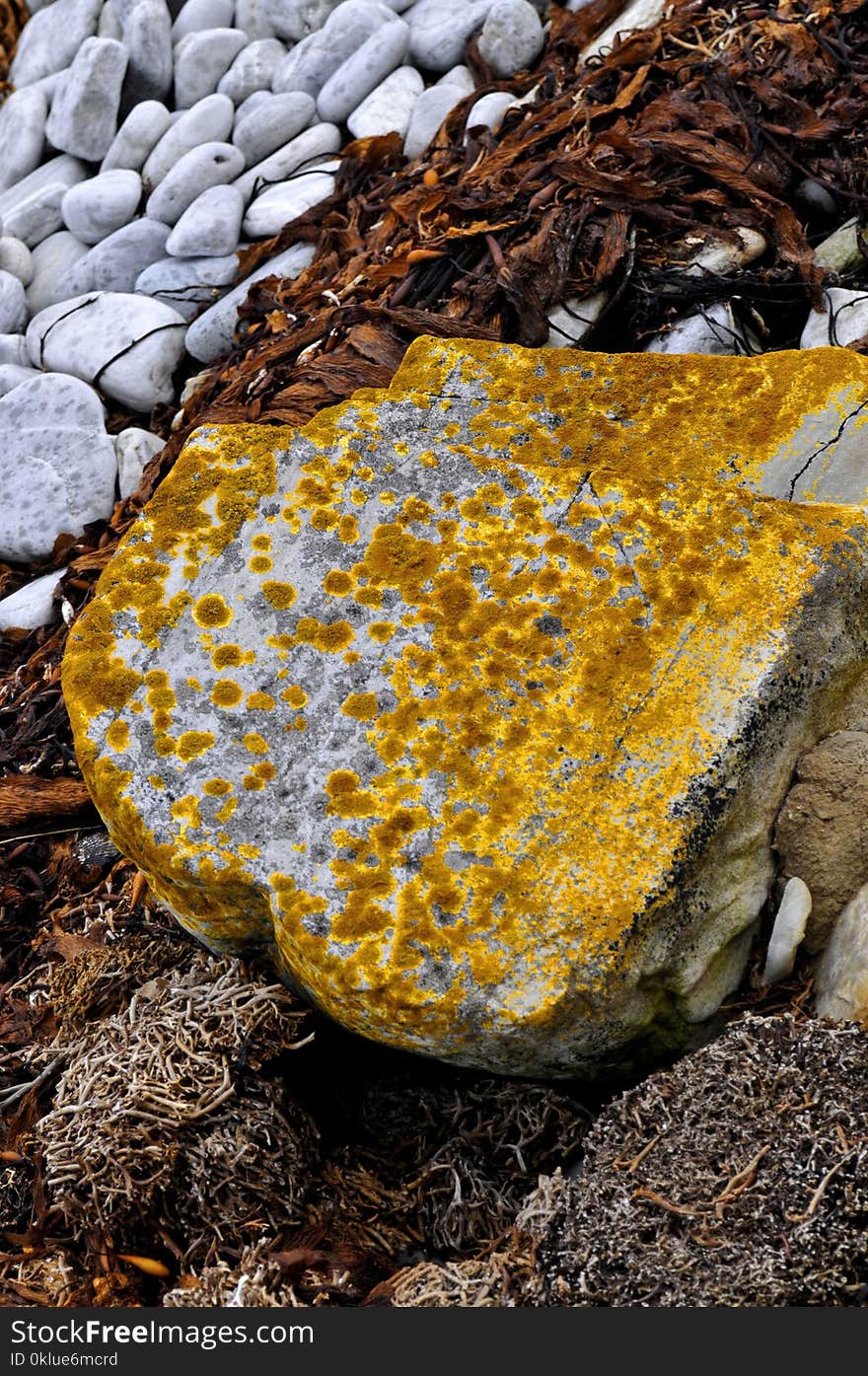 Yellow, Rock, Geology, Fungus