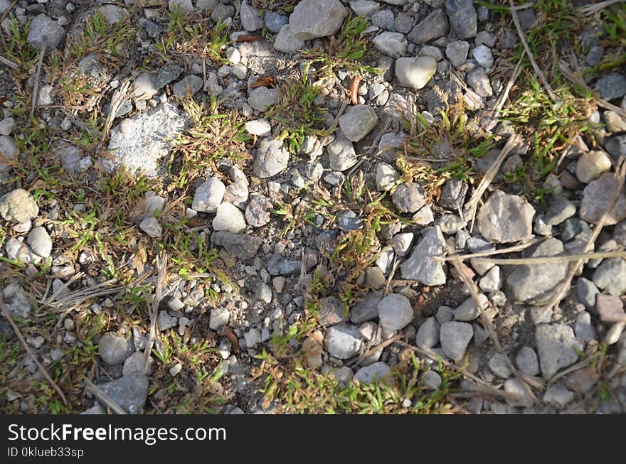 Flora, Plant, Grass, Rock