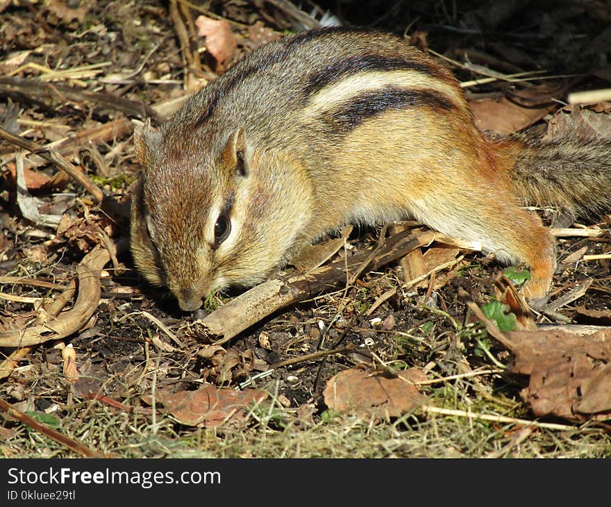 Squirrel, Chipmunk, Fauna, Mammal