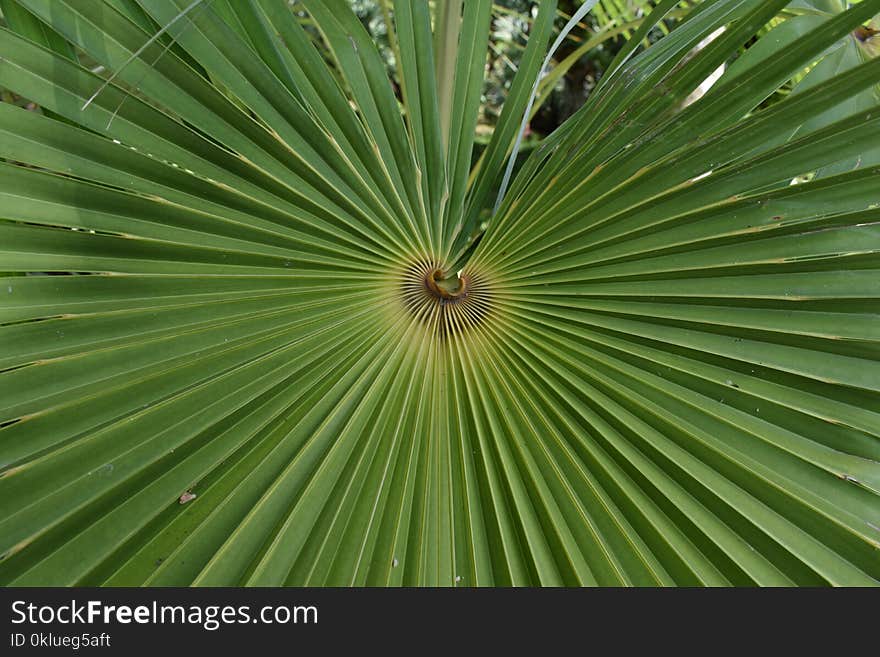 Leaf, Green, Vegetation, Plant