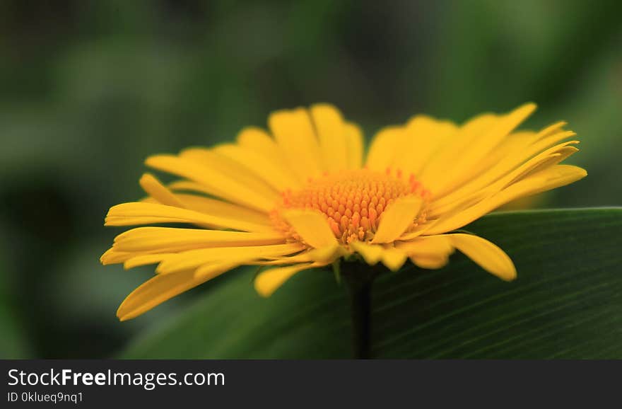 Flower, Yellow, Close Up, Petal