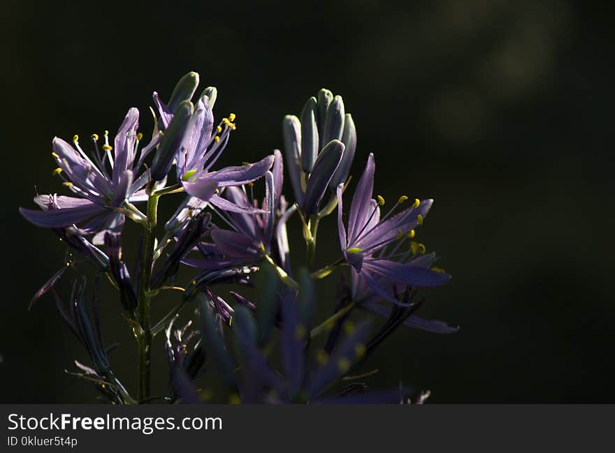 Flower, Flora, Plant, Purple