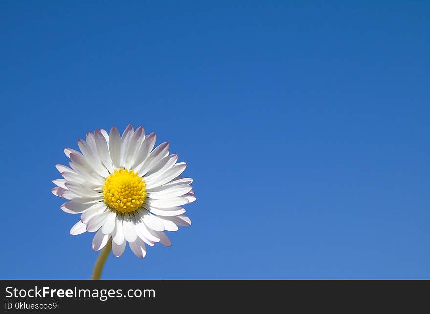 Flower, Sky, Oxeye Daisy, Yellow